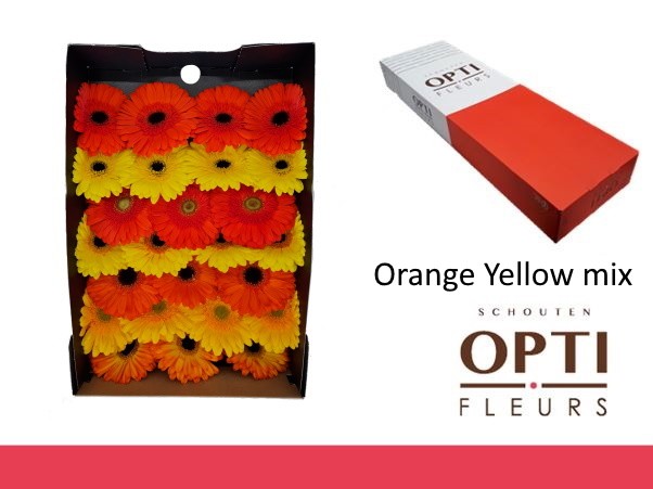 Gerbera Hol. Orange Yellow Mix "T25"