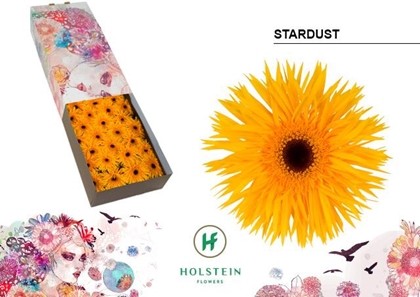 Gerbera Hol. Gerspider Stardust "T25"