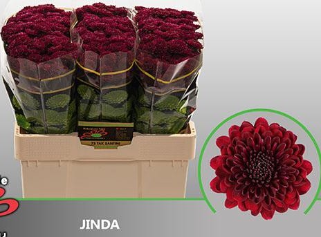 Santini Jinda 1000gr "T25" Rj.