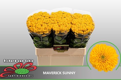 Santini Maverick Sunny 1200gr "T25" Am.