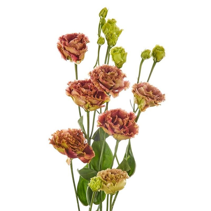 Lisiantus Hol. Rosanne Terracotta 70cm 55gr "T10"