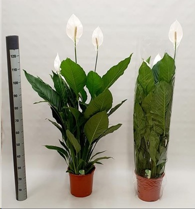 P. Spathyfilium Sweet Sebastian 24/120cm 5-Flores