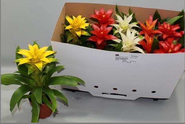 P. Guzmania Mixta 12/40cm x10