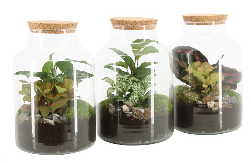 P. Composicin Terrarium -90590-17/25cm x3
