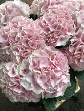Hortensia Hol. My Pinktou 60cm 18/20 Rosa