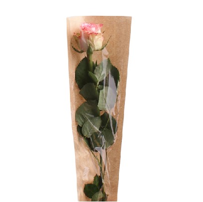 Funda Pure Basic 12x50Hcm (x50uds)