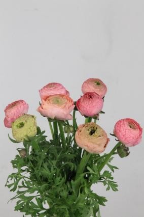 Ranunculos Hol. Aazur Antique Rose 40cm 40gr x10