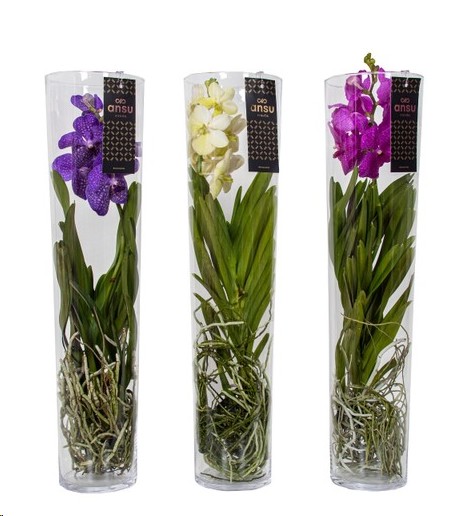 P. Vanda Hybriden +Cristal 17/70cm x3