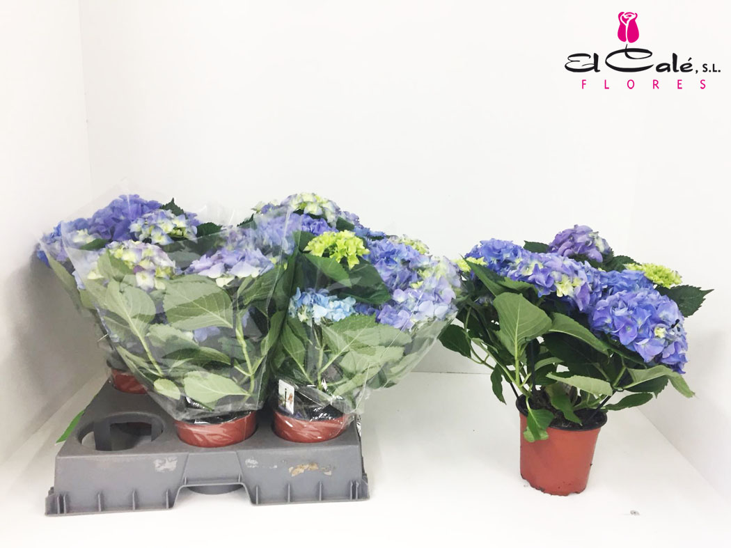 P. Hortensia Early blue 15/40cm x6   5+flor.