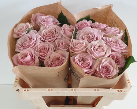 Rosa Hol. Retro Love 50cm