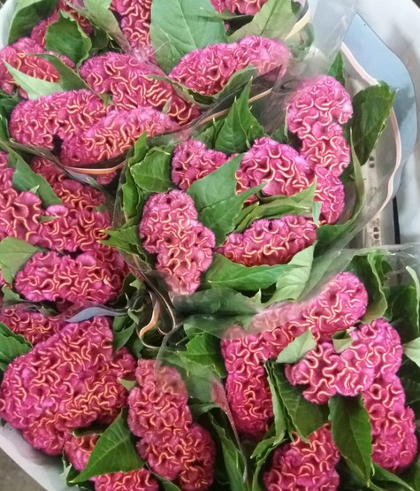 Celosia Cresta Act Rima 65cm Rs