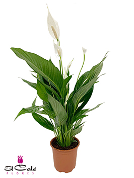 P. Spathyfilium Bingo Cupido 17/70cm x6 4-Flores