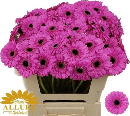 Gerbera Mini Hol. Dolcetto "T20"
