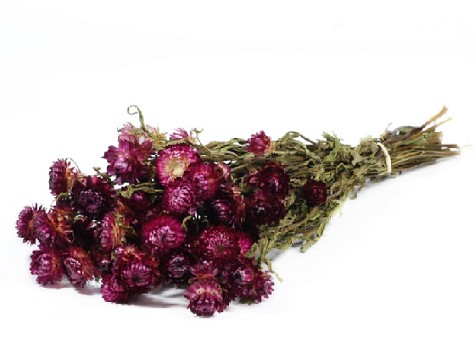 Helichrysum Seco Fucsia 45cm 100g