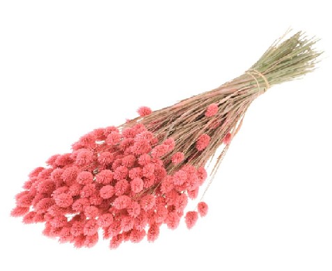 Phalaris Seco Rosa 65cm 220g