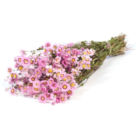 Rhodanthe Seco Rosa 45cm 50g