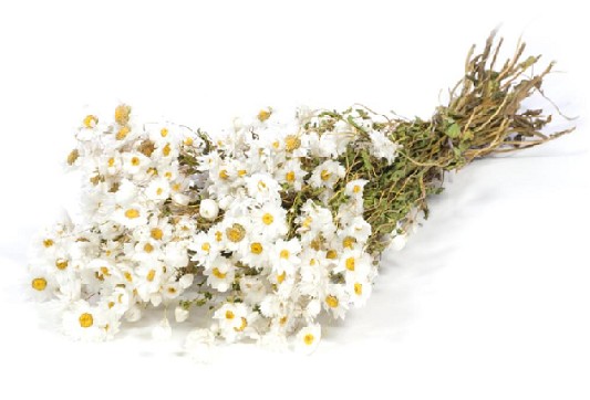 Rhodanthe Seco Blanco 50cm 50g