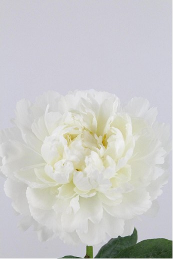 Peonia Nac. Bowl Of Cream 55cm Bl.