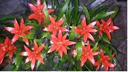 P. Guzmania Allura 12/45cm x10