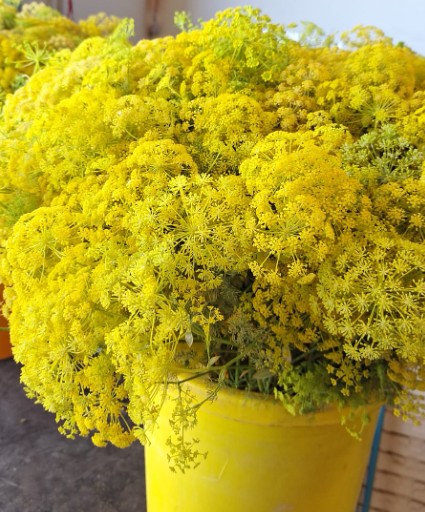 Anethum Nacacional 75cm (Ammis Amarillo) Paq.