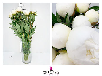 Peonia Nac. D. Nemours 50cm Bl.