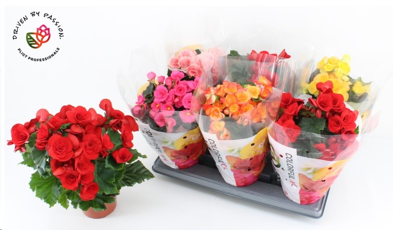 P. Begonia Elatior XXL Mixta 14/35cm"CC6"  (Pligt)