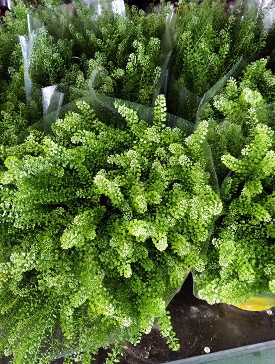 Lepidium Thalspy 70cm 40gr "T25"  "Nacional"