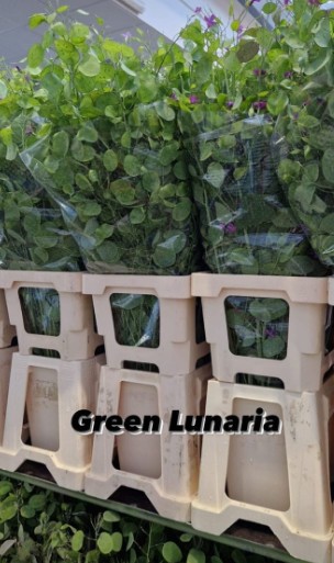 Lunaria Green 70cm 200gr