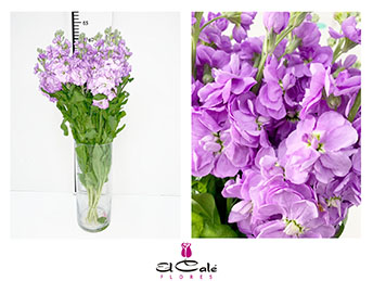 Aleli Hol. Mathilda Laven 60cm "T10"