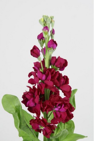 Aleli Hol. Francesca 50cm "T10" Rj.