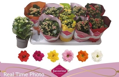 P. Kalanchoe Ge Perf Mixto 6KL 10.5/24cm "CC10"