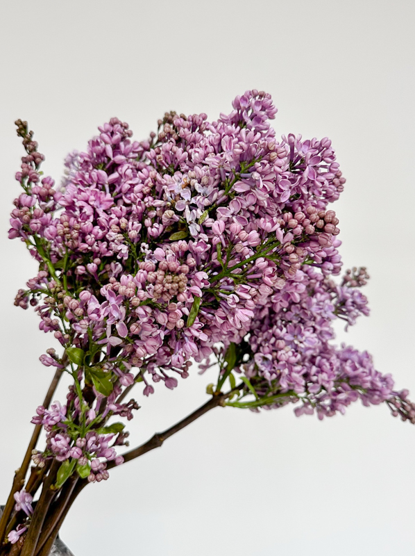 Lilas Dark Koster 40cm 4bl Mal.
