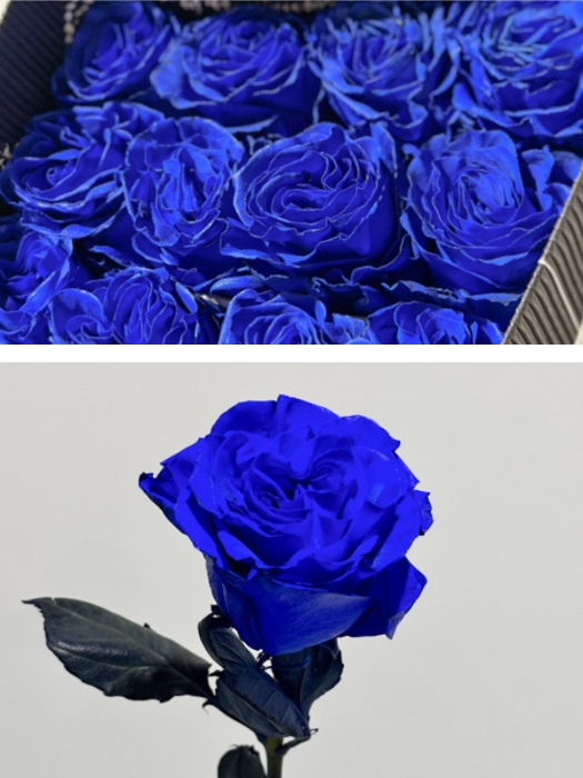 Rosa  Ecu. Tintada Mondial Azul 50cm