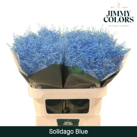 Solidago Pintado Blue 70cm 25gr "T25"