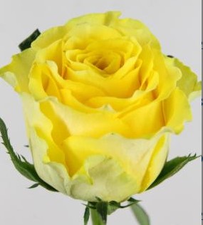 Rosa Hol. Golden Smile 70cm x10 Am.