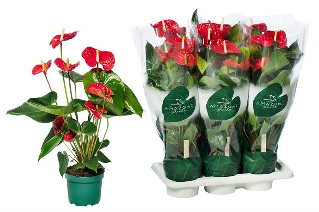 P. Anthurium An Nevada Rj. 17/60cm x6 6-Flor. -Amazone plants-