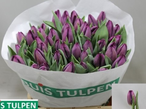 Tulipan Hol. Scamper 40cm Mor.