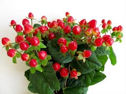 Hypericum Hol. Magic Triumph 60cm "T25" (7 Dias - 2)