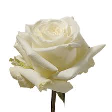 Rosa Ecu. White Dove 40cm