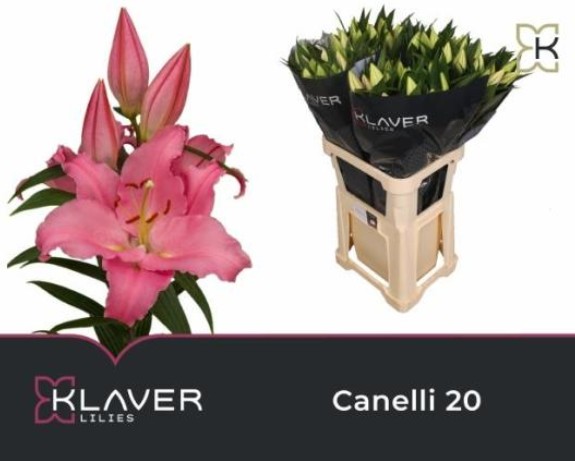 Oriental Hol. Rs. Canelli 85cm 3/4 fl.
