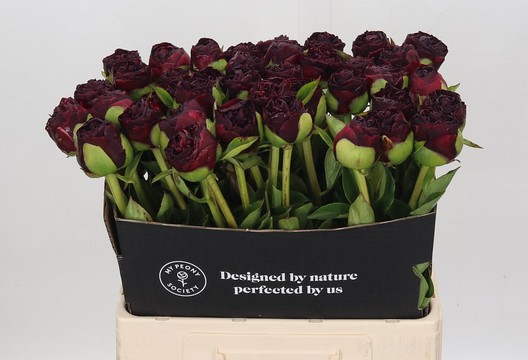 Peonia Hol. Old Faithful 60cm "AAA "