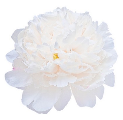 Peonia Hol. Princess Bride 60cm "AA"