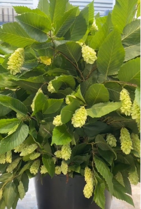 Carpinus Italia 60cm 250gr