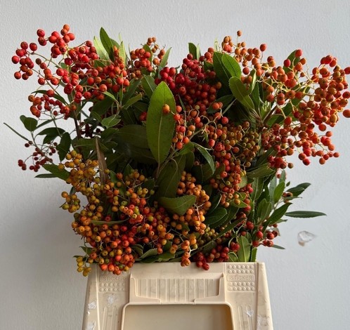 Photinia Fruto Italia 60cm 250gr