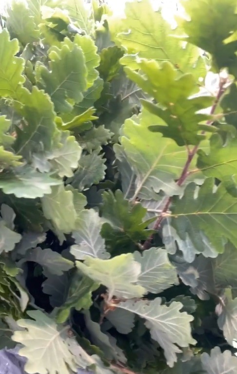 Roble Italia "Eichen" 55cm 350gr