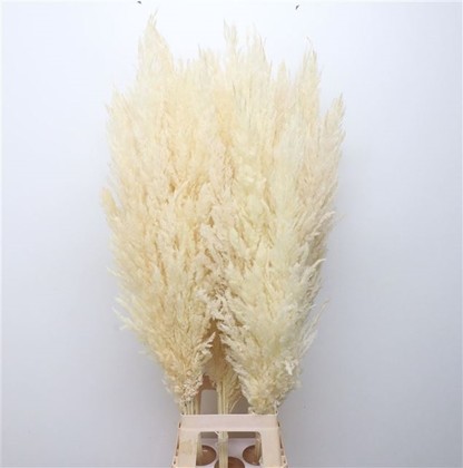 Cortaderia Hol. Overig Improved 80cm Paq.