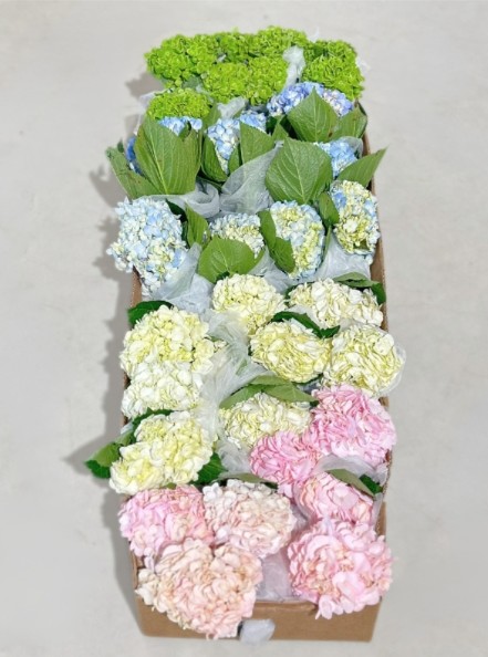 Hortensia Col. Mixta 60cm 17cm x40 (caja completa)