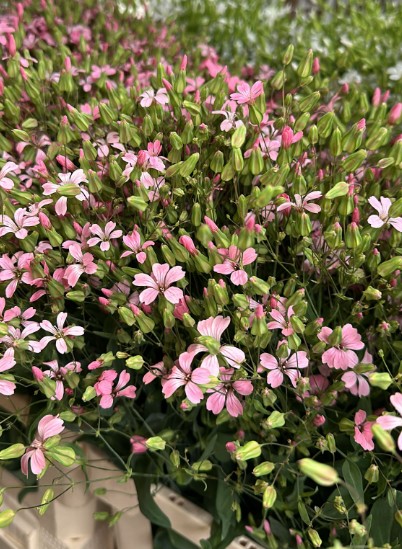 Saponaria Ov Roze 70cm x10