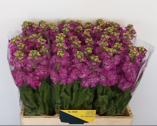 Aleli Hol. Stox Deep Rose 60cm "T10"