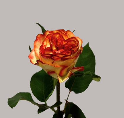 Rosa Hol. Aruba Summerhouse 60cm Bic.